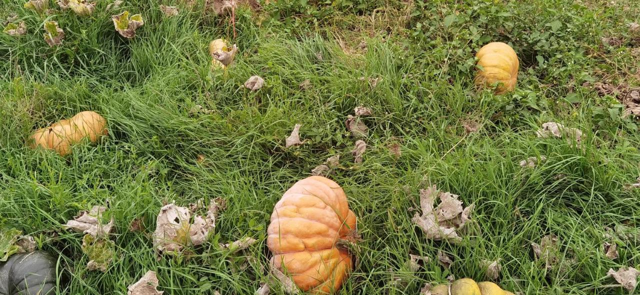 Les Hauts De Grazac, Chambres Et Tables D'Hotes Grazac  Kültér fotó